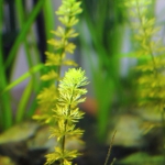 植栽から16日目　ドワーフアンブリア